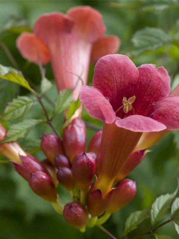 Trompetenblume 'Stromboli'®