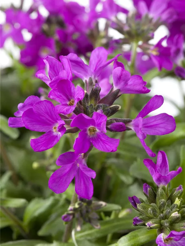 Gänsekresse 'Rote Sensation'