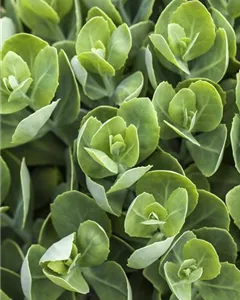 Teppich-Fettblatt 'Album Superbum'