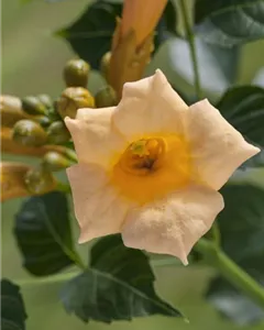 Gelbe Trompetenblume 'Flava'