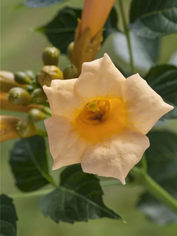 Gelbe Trompetenblume 'Flava'