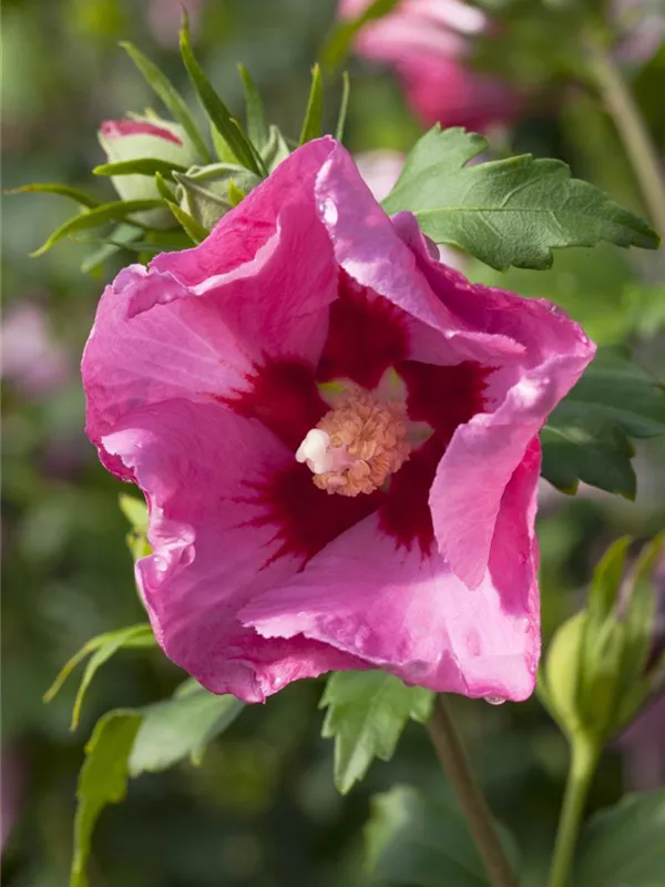 Garteneibisch 'Pink Giant'