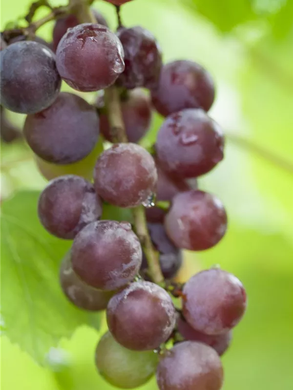 Tafeltraube 'Vanessa'