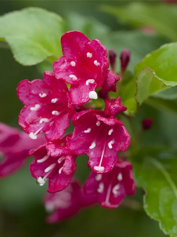 Weigelie 'Red Prince'