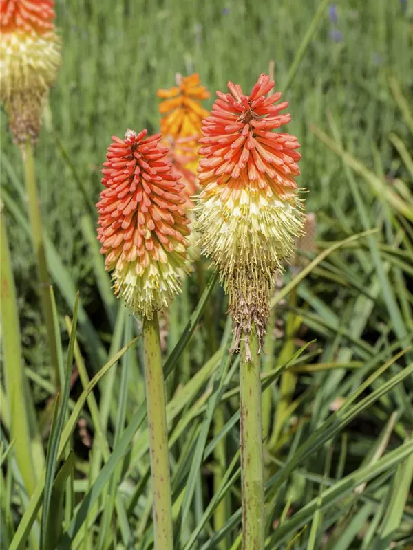 Fackellilie 'Royal Castle'