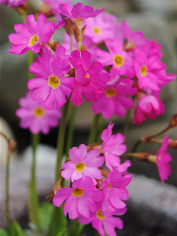 Rosen-Schlüsselblume