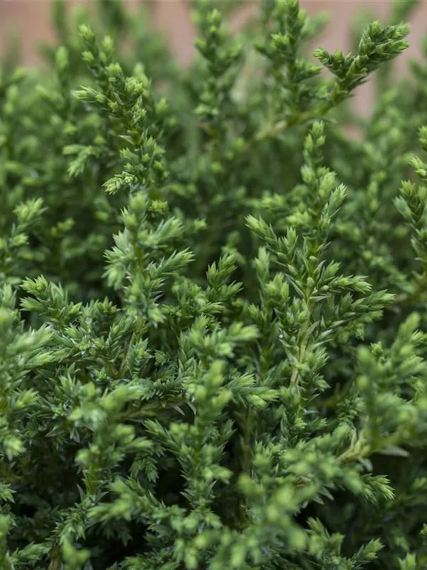 Zwerg-Mooszypresse 'Plumosa Compressa'