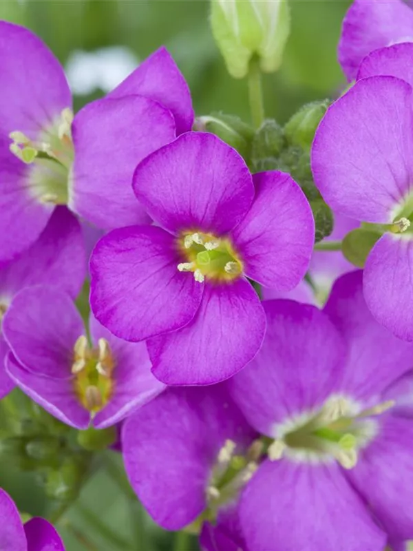 Kaukasus-Gänsekresse 'Compinkie'