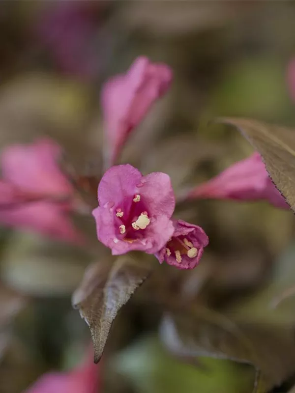 Zwerg-Weigelie 'Minor Black'
