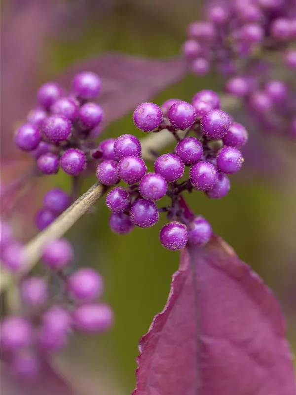 Purpur-Schönfrucht 'Issai'