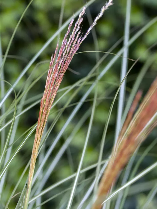 Chinaschilf 'Kleine Silberspinne'