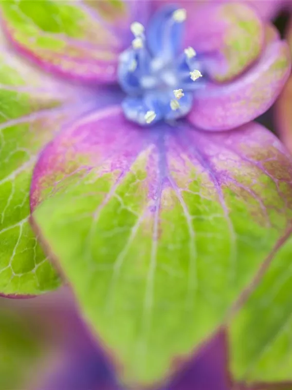 Bauernhortensie 'Saxon® Schloss Wackerbarth, Horwack(s)'