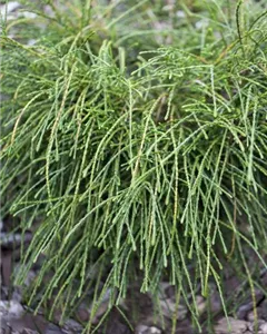 Faden-Lebensbaum 'Whipcord'