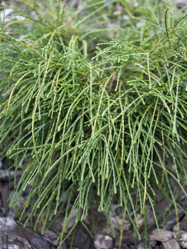 Faden-Lebensbaum 'Whipcord'