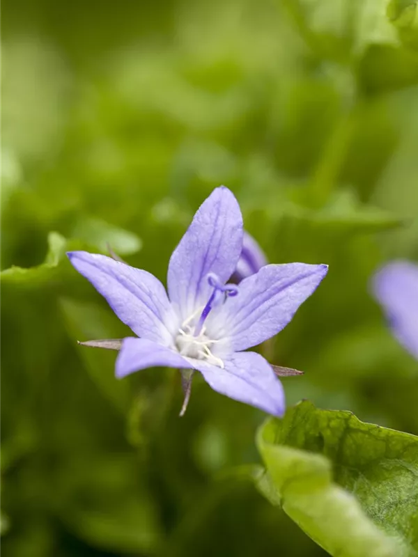 Hängepolster-Glockenblume 'Stella'