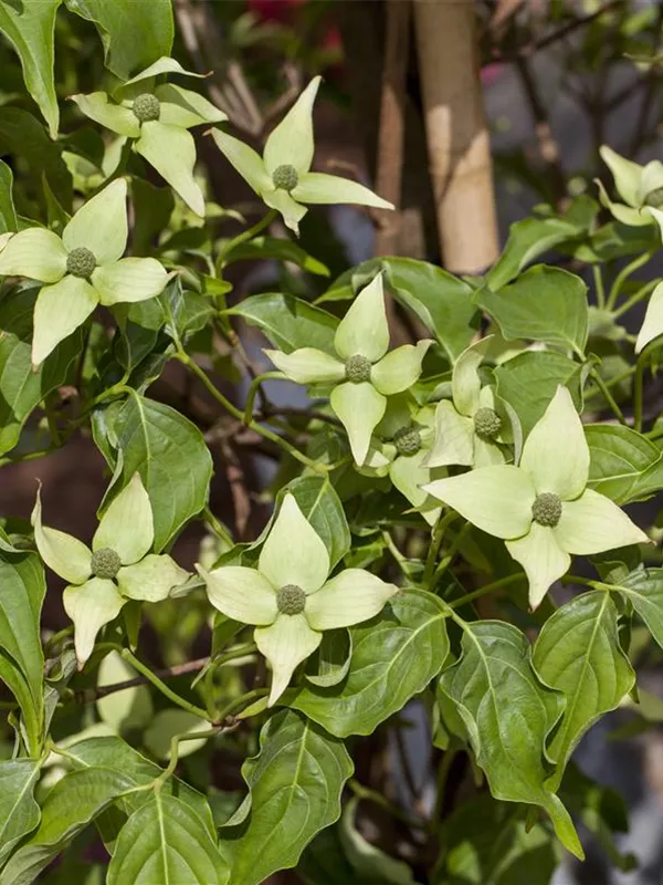 Japanischer Blumen-Hartriegel 'Milky Way'