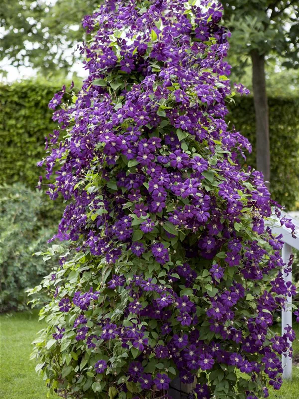 Italienische Waldrebe 'Polish Spirit'