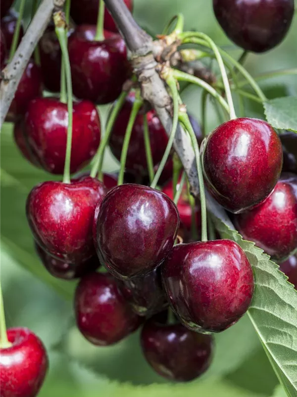 Süßkirsche 'Kordia'®