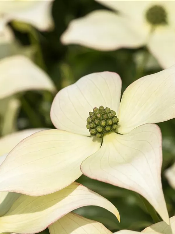 Japanischer Blumen-Hartriegel 'Schmetterling'