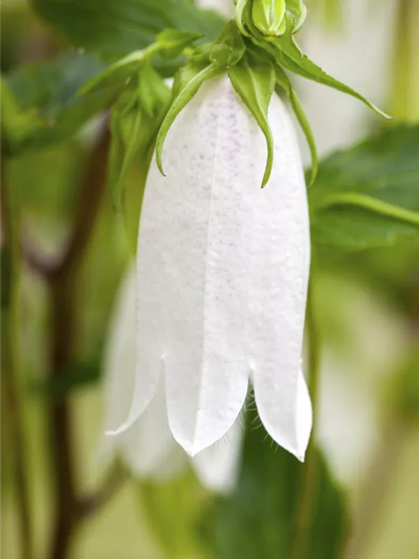 Breitblättrige Wald-Glockenblume 'Alba'