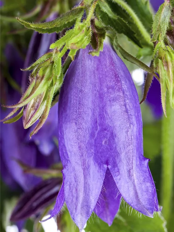 Breitblättrige Wald-Glockenblume