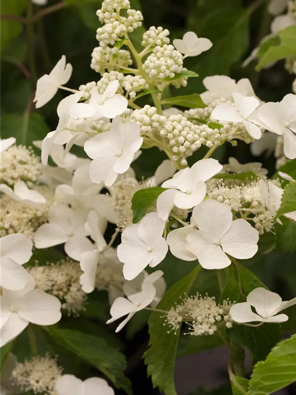 Rispenhortensie 'Levana'