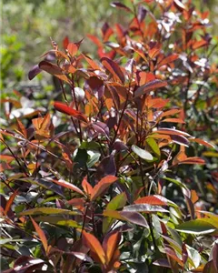 Glanzmispel 'Red Robin'