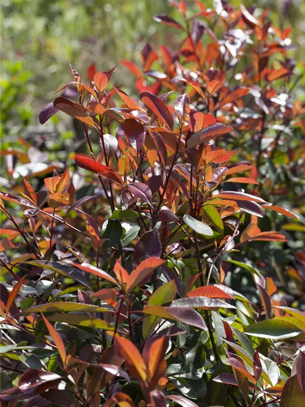 Glanzmispel 'Red Robin'