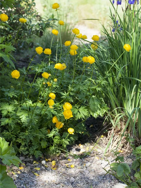Europäische Trollblume