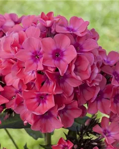 Hohe Flammenblume 'Pink Flame'®