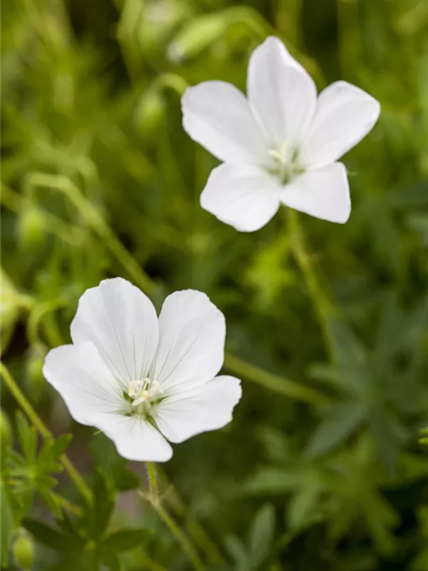 Schnee-Storchschnabel 'Album'