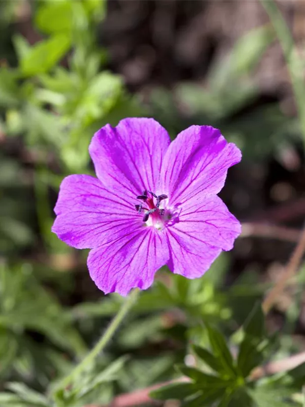 Blut-Storchschnabel 'Compactum'