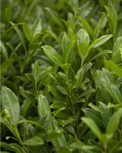 Aufrechte Lorbeerkirsche 'Herbergii'