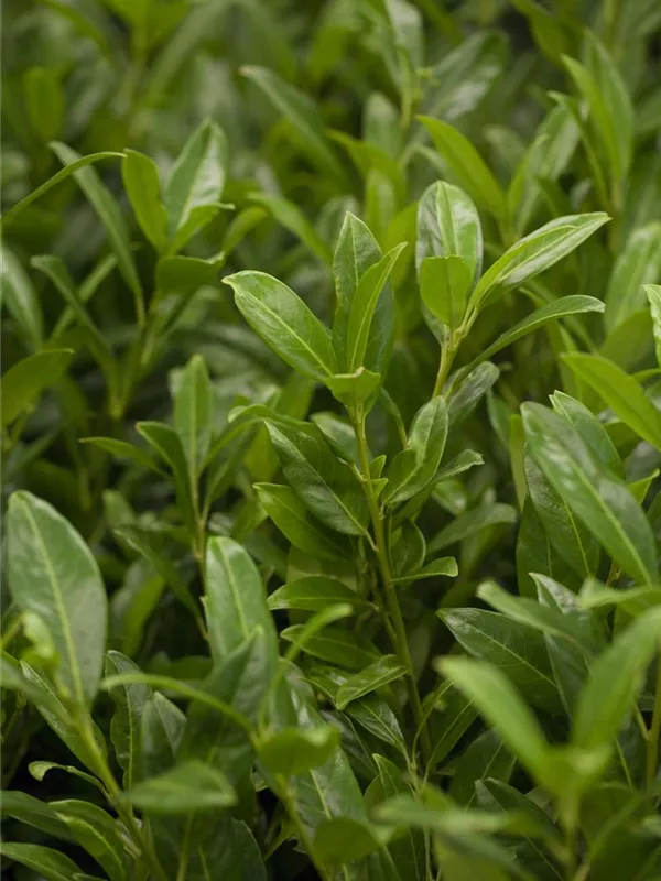 Aufrechte Lorbeerkirsche 'Herbergii'