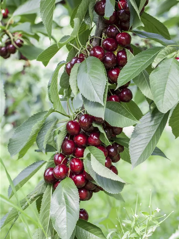 Süßkirsche 'Valeska'