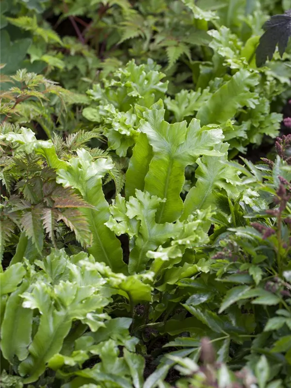 Hirschzungenfarn 'Cristatum'