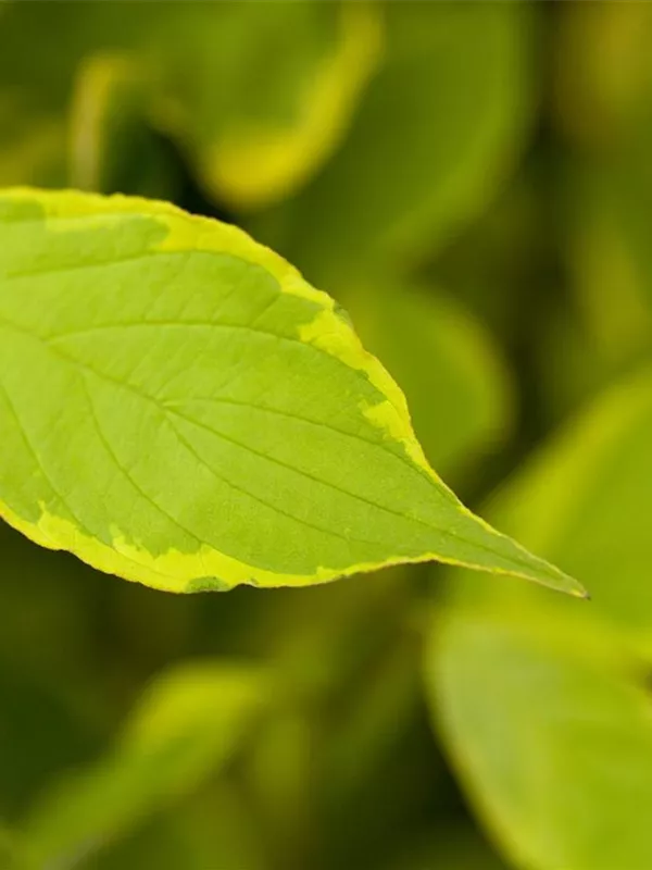 Gelbbunter Hartriegel