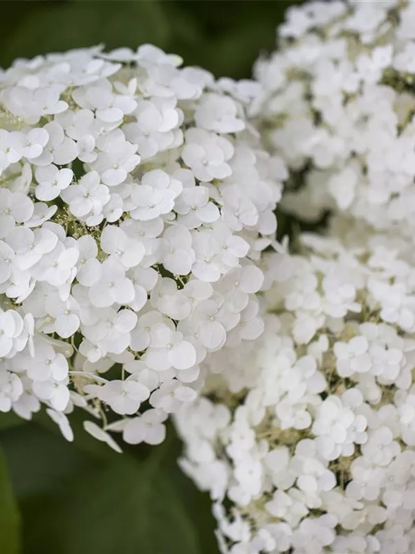 Ballhortensie 'Strong Annabelle'®