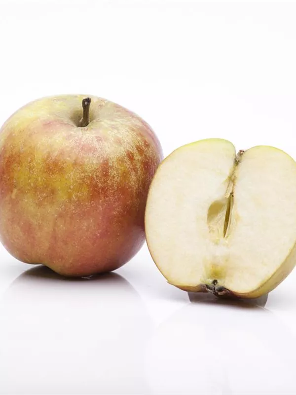Apfel 'Roter Boskoop'