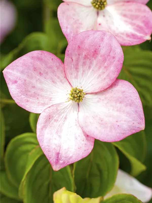 Japanischer Blumen-Hartriegel 'Satomi'