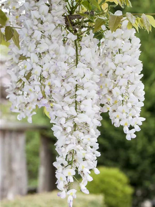 Chinesischer Blauregen 'Nivea'