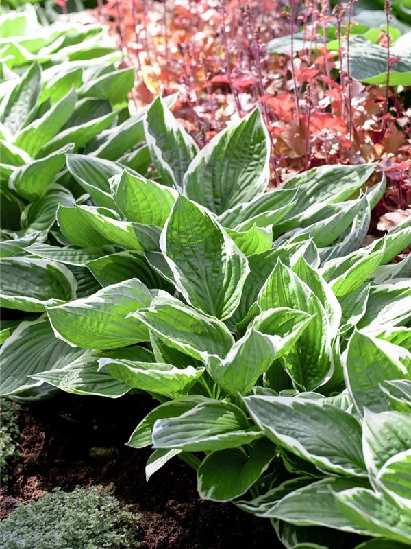 Graublättrige Weißrand-Funkie 'Albomarginata'