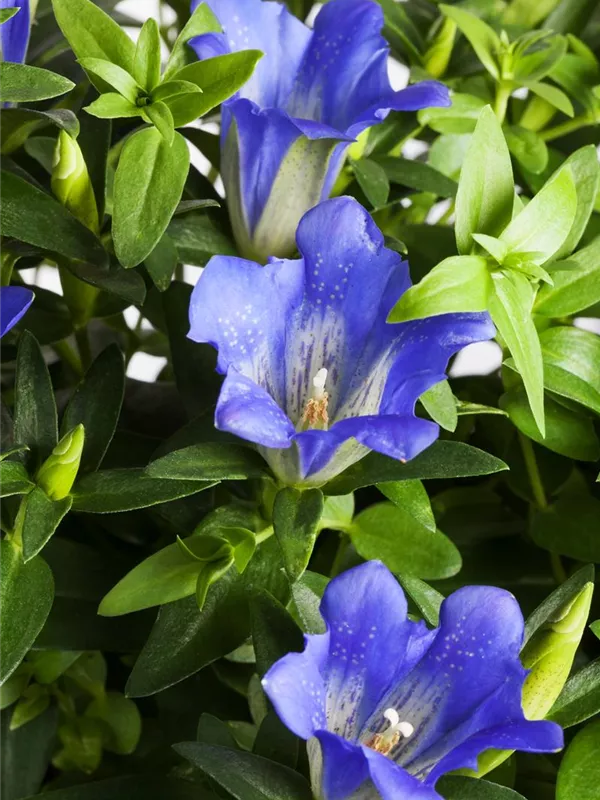 Kurzstängeliger Silikat-Enzian