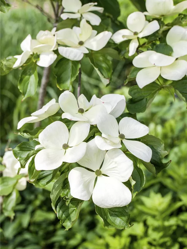 Japanischer Blumenhartriegel 'Venus'