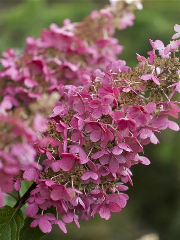 Rispenhortensie 'Pinky Winky'