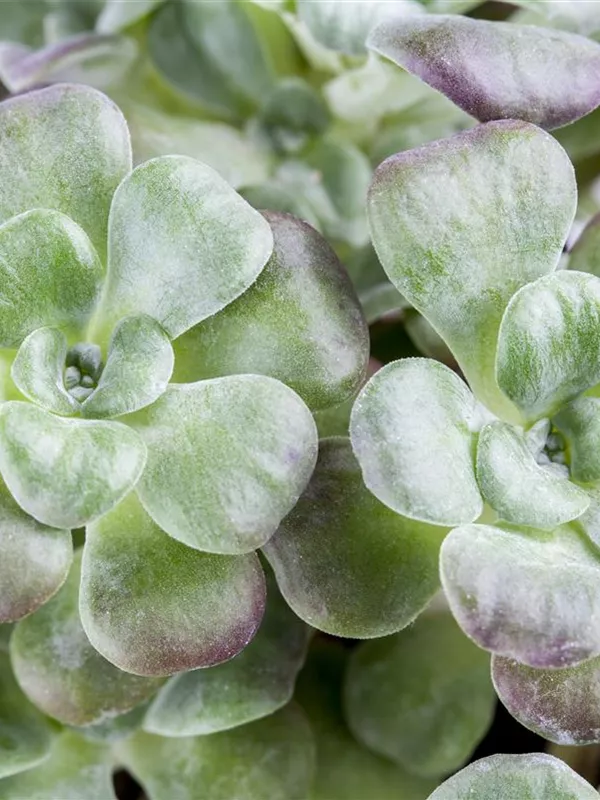 Spatelblättriges Fettblatt 'Purpureum'