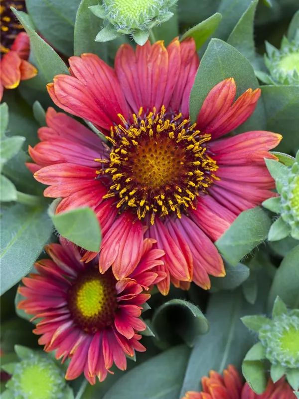 Großblumige Kokardenblume 'Arizona Red Shades'