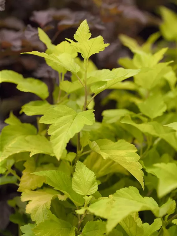 Fasanenspiere 'Dart´s Gold'