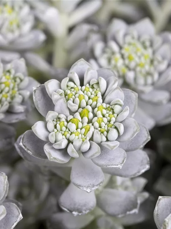 Spatelblättriges Fettblatt 'Cape Blanco'