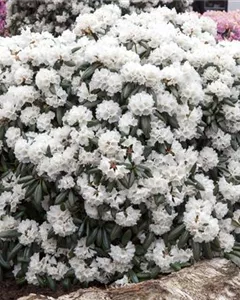 Yaku-Rhododendron 'Schneekissen'